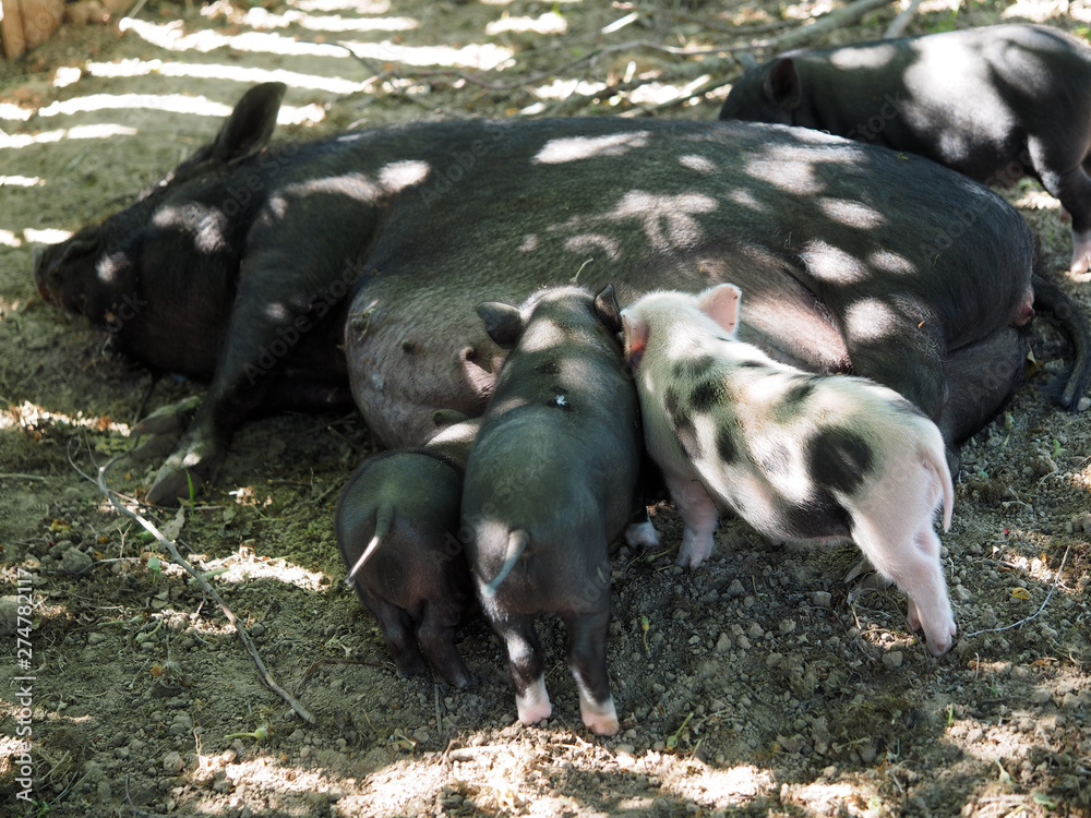 Big pig feeds little piglets with breast milk Big pig feeds little piglets with breast milk