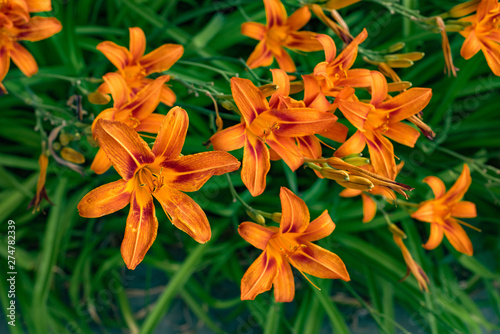 Freshness concept. Blooming orange lily in green garden