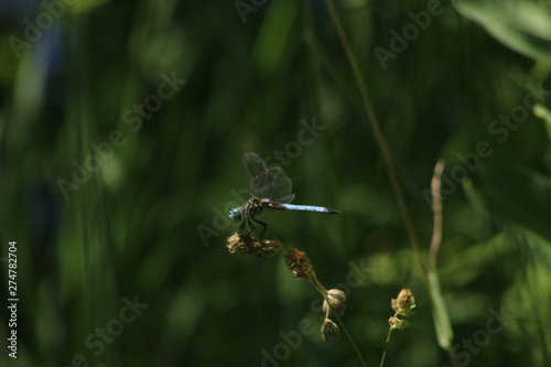 Eastern Pondhawk (Erythemis simplicicollis). photo