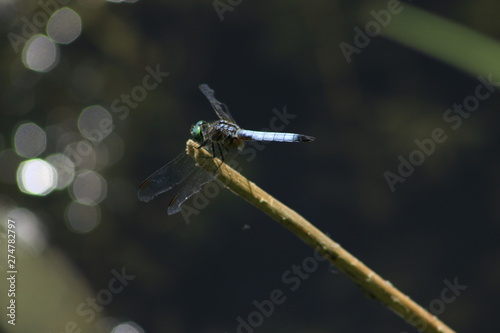 Eastern Pondhawk Erythemis simplicicollis common species of dragonfly photo