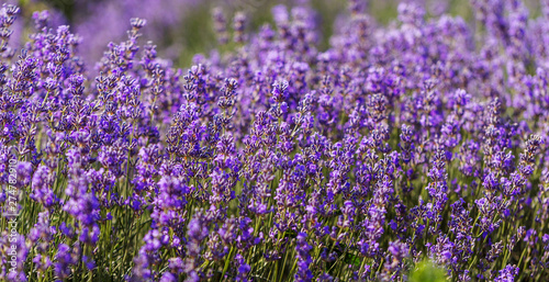 Lavender flowers in the sun in soft focus  pastel colors and blur background. Purple field of lavender. Provence with space for text. French lavender in the field  unsharp light effect. Short focus