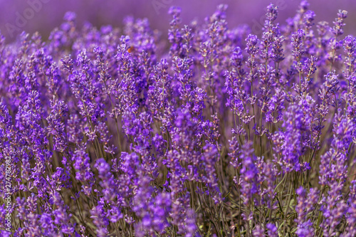 Lavender flowers in the sun in soft focus, pastel colors and blur background. Purple field of lavender. Provence with space for text. French lavender in the field, unsharp light effect. Short focus