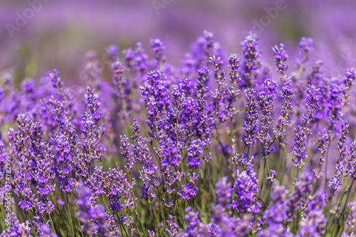 Fototapeta Naklejka Na Ścianę i Meble -  Lavender flowers in the sun in soft focus, pastel colors and blur background. Purple field of lavender. Provence with space for text. French lavender in the field, unsharp light effect. Short focus
