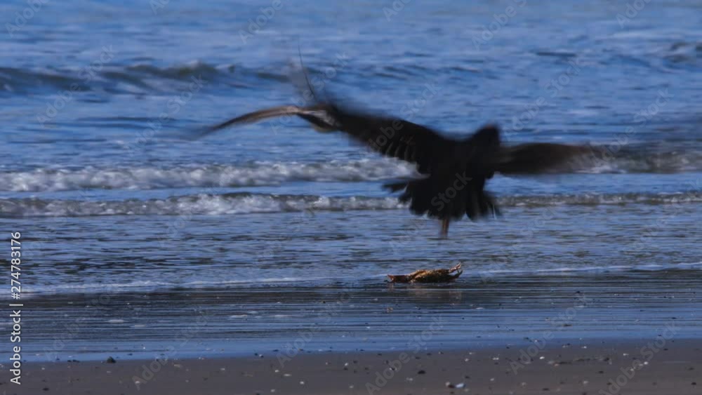Seagull captured and eaten alive a crab on the shore of Puñihuil beach at low tide on the island of Chiloe Seagull captured and eaten alive a crab on the shore of Puñihuil beach at low tide on the island of Chiloe