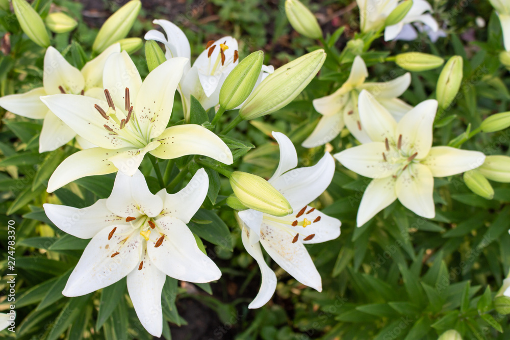 Beautiful white lily flower blossom in the garden Beautiful white lily flower blossom in the garden