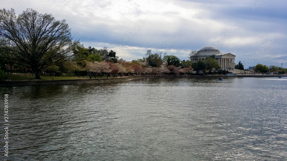 Chery Blossom trees in the US capital Washington