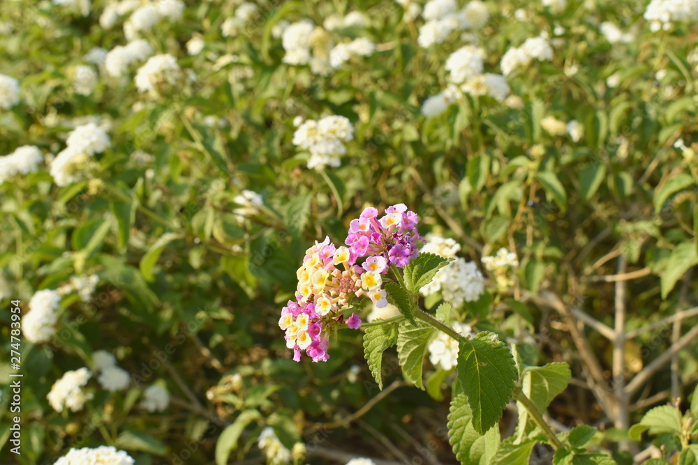 Flowers in the garden 