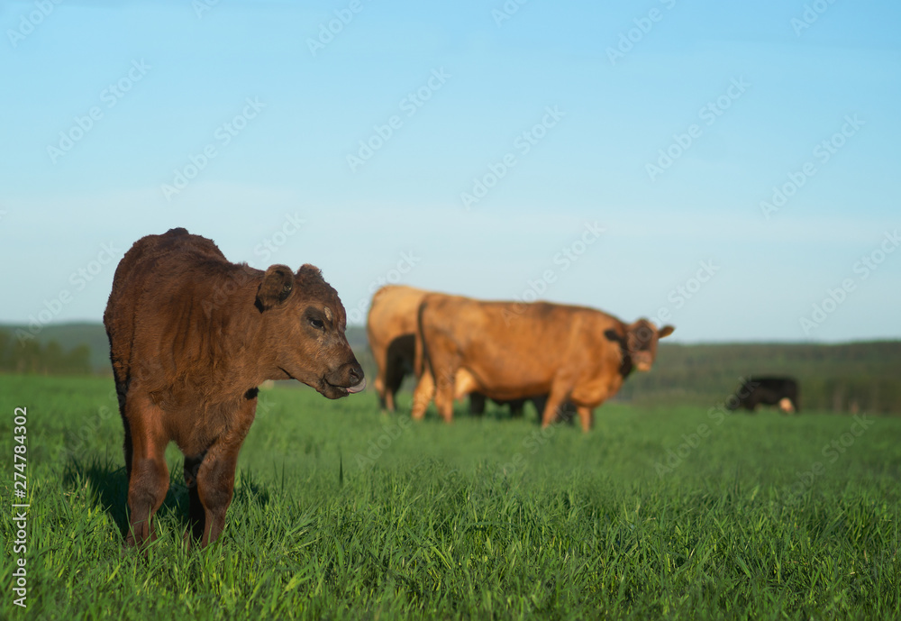 Brown calf with other cows in green field Brown calf with other cows in green field