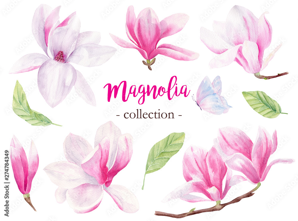 Wild magnolia hand drawn watercolor raster illustrations set
