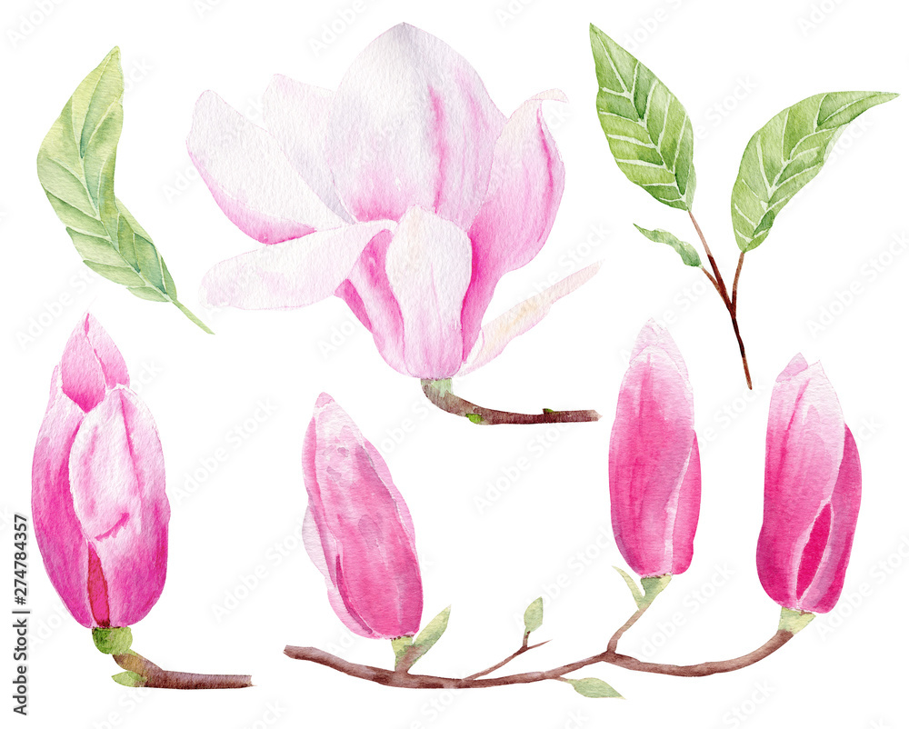 Magnolia closed buds  hand drawn watercolor raster illustrations set