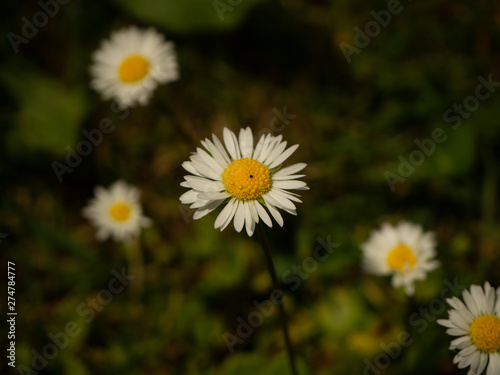 Margarita floreciendo