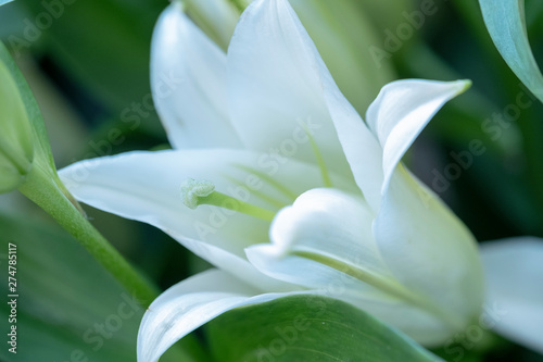 White lily flower Blurred. Concept of purity, freshness, aroma.
