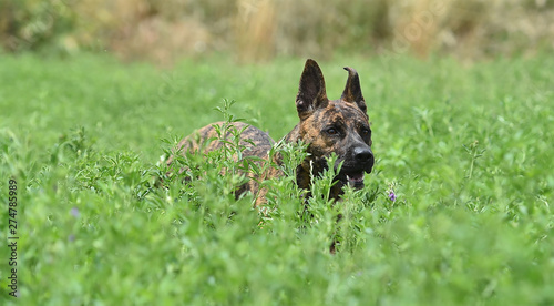 Fototapeta Naklejka Na Ścianę i Meble -  perro en un campo verde