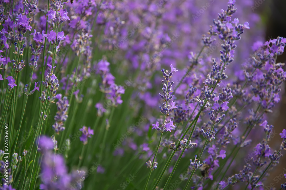 Lavender field. Beautiful lavender blooming scented flowers. Close up Bushes of lavender purple aromatic flowers and selective focus Lavender field. Beautiful lavender blooming scented flowers. Close up Bushes of lavender purple aromatic flowers and selective focus