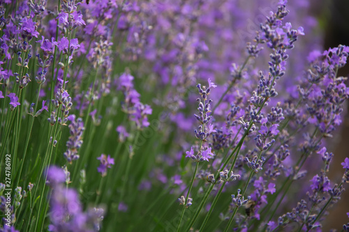 Lavender field. Beautiful lavender blooming scented flowers. Close up Bushes of lavender purple aromatic flowers and selective focus