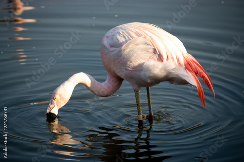 Flamingo drinking water on the lake