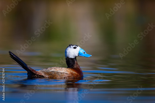 Duck swimming in lake. Cute blue billed duck. Green water reflections. Green nature background. Duck: White headed Duck. Oxyura leucocephala. photo