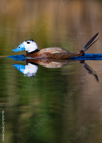 Duck swimming in lake. Cute blue billed duck. Green water reflections. Green nature background. Duck: White headed Duck. Oxyura leucocephala. photo