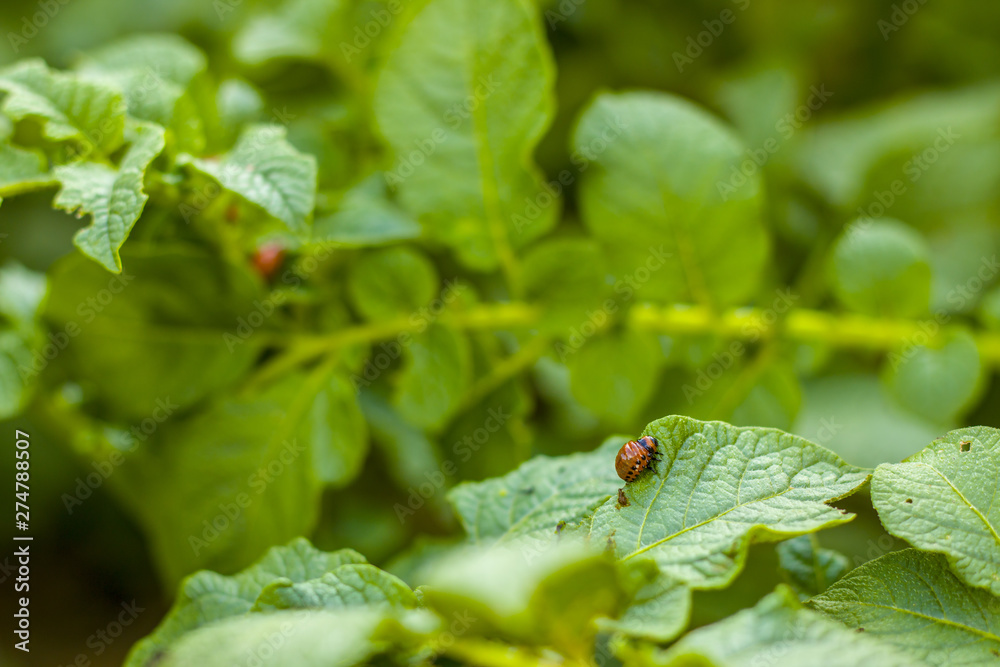 Colorado potato beetle eating leaves Colorado potato beetle eating leaves