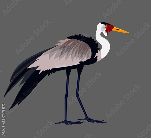 isolated vector image of a crane, large river bird, national fauna. flat cartoon illustration. realistic proportions. 