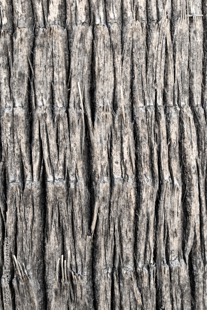 Wooden palm nature texture background Wooden palm nature texture background