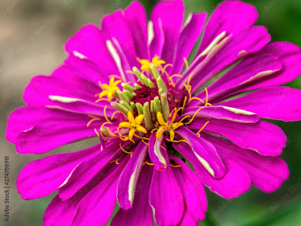 Violet zinnia flower