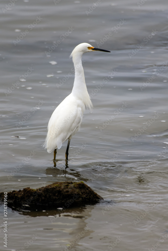 Snow White Egret wading through the shallow water of west coast marine in search of fishy food to eat. Snow White Egret wading through the shallow water of west coast marine in search of fishy food to eat.