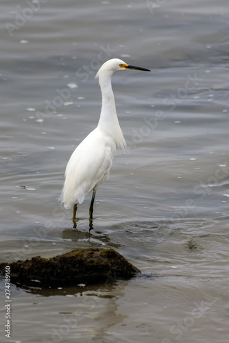 Snow White Egret wading through the shallow water of west coast marine in search of fishy food to eat.