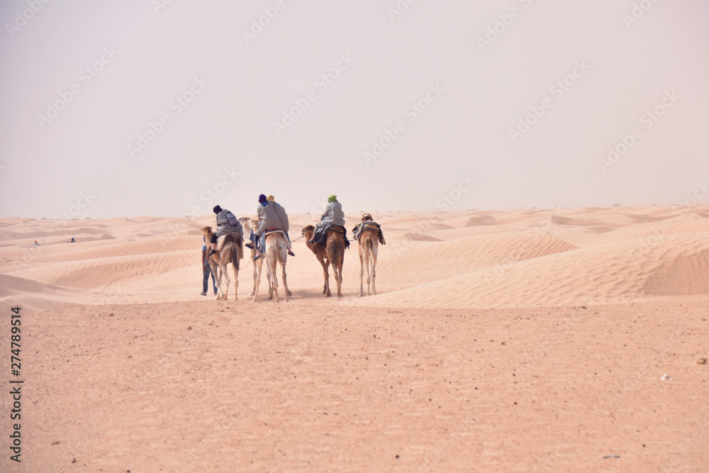 Fototapeta premium Camels caravan going in sahara desert in Tunisia, Africa. Tourists ride the camel safari. Camel caravan going through the sand dunes in the Sahara Desert.