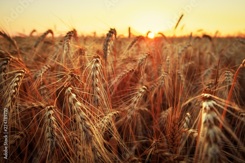 Wheat field. Ears of golden wheat close up. Beautiful Nature Sunset Landscape. Rural Scenery under Shining Sunlight. Background of ripening ears of meadow wheat field. Rich harvest Concept