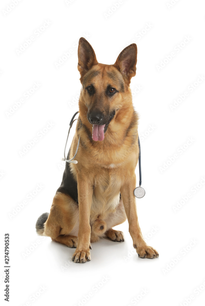 German shepherd with stethoscope as veterinarian doc on white background