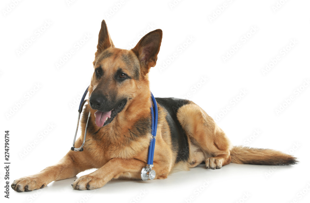 Cute dog with stethoscope as veterinarian on white background - obrazy, fototapety, plakaty 