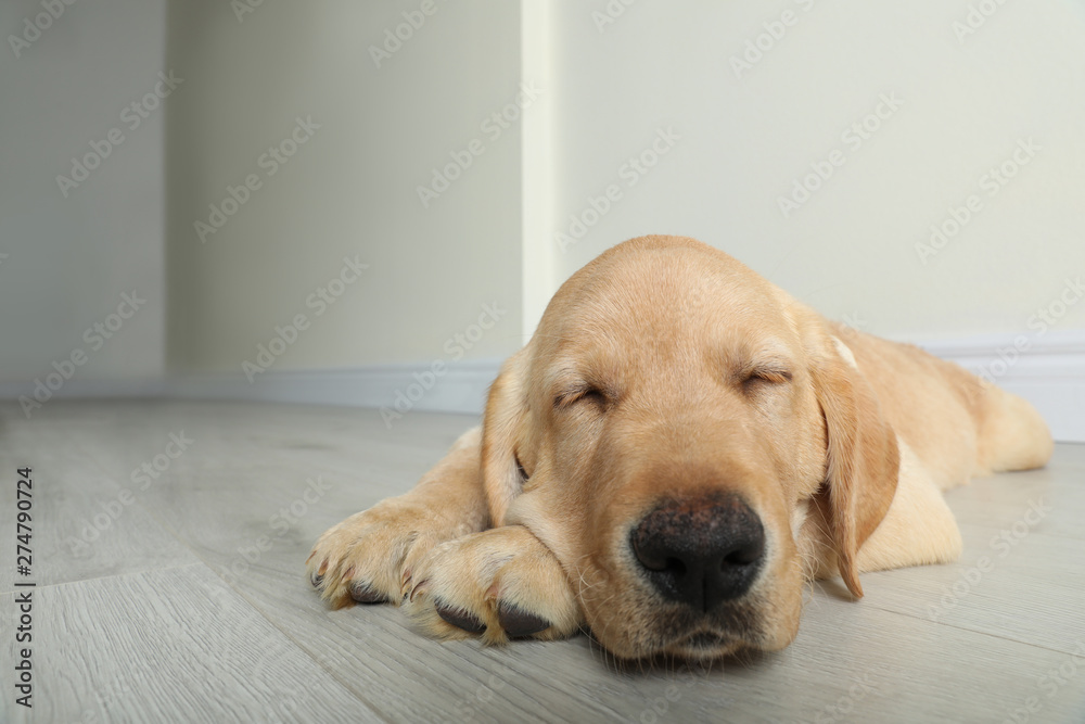 Cute yellow labrador retriever puppy on floor indoors. Space for text Cute yellow labrador retriever puppy on floor indoors. Space for text