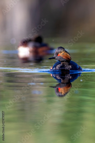 Water and birds. Swimming grebe. Yellow green water background. Bird: Black necked Grebe. Podiceps nigricollis. photo