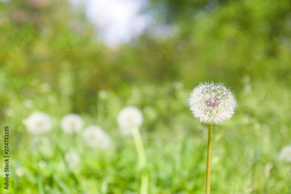 Closeup view of dandelion on green meadow, space for text. Allergy trigger Closeup view of dandelion on green meadow, space for text. Allergy trigger