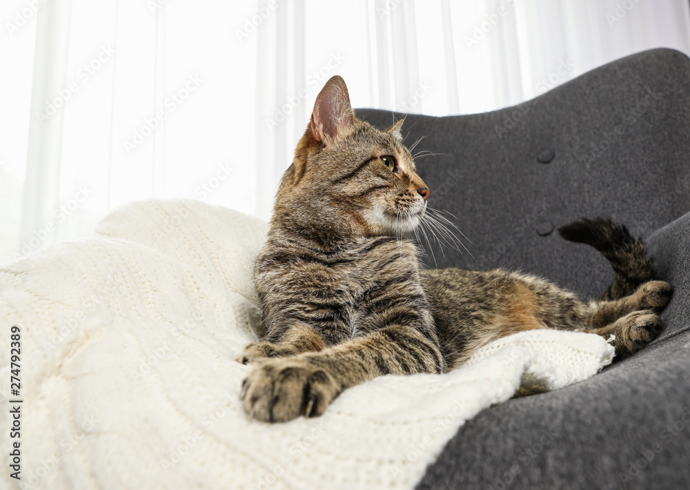 Cute tabby cat lying in armchair indoors. Friendly pet