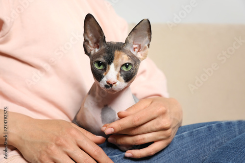 Cute sphynx cat with owner indoors, closeup. Friendly pet © New Africa