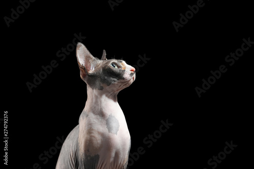 Cute sphynx cat on black background  space for text. Friendly pet