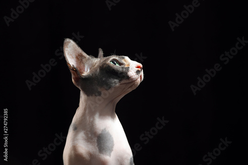 Cute sphynx cat on black background, space for text. Friendly pet © New Africa