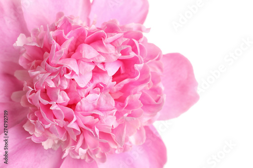 Fototapeta Naklejka Na Ścianę i Meble -  Beautiful fresh peony flower on white background, closeup
