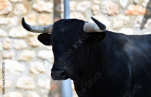 toro en el campo en españa