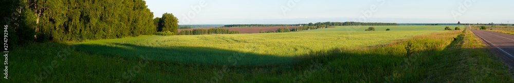 Panorama of the field with young wheat and arable land in the background. High resolution panorama, good as a banner or background, easy to crop the desired part of the picture. Summer, dawn, Russia
