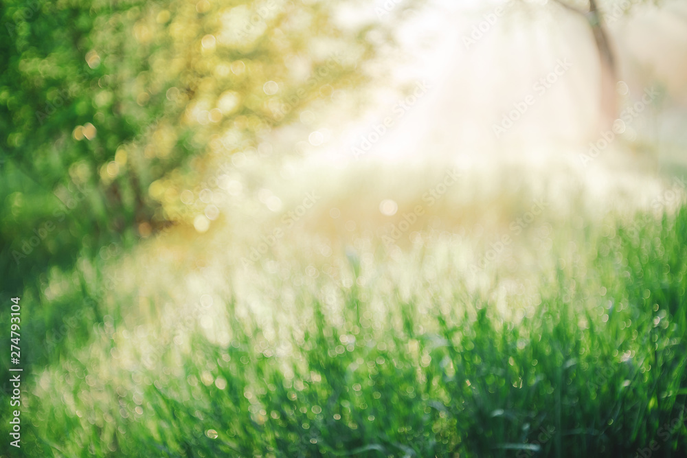Blurry abstract scenic natural green background. Blurred green grass in sunny day with copy space. Sunshine on beautiful grass in blur. Morning nature in sunlight. Defocused backdrop with sunbeams.