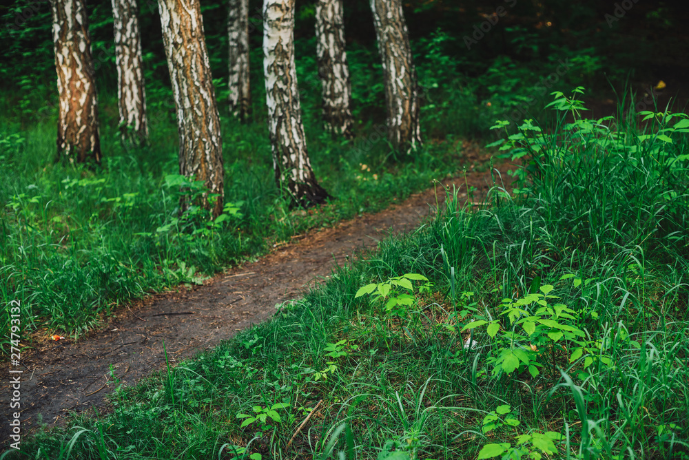 Blurred background with several parallel birch trees in dark forest. Row from birch trunks among rich vegetation in blur. Defocused natural background from tree trunks. Minimalist backdrop of birches. Blurred background with several parallel birch trees in dark forest. Row from birch trunks among rich vegetation in blur. Defocused natural background from tree trunks. Minimalist backdrop of birches.