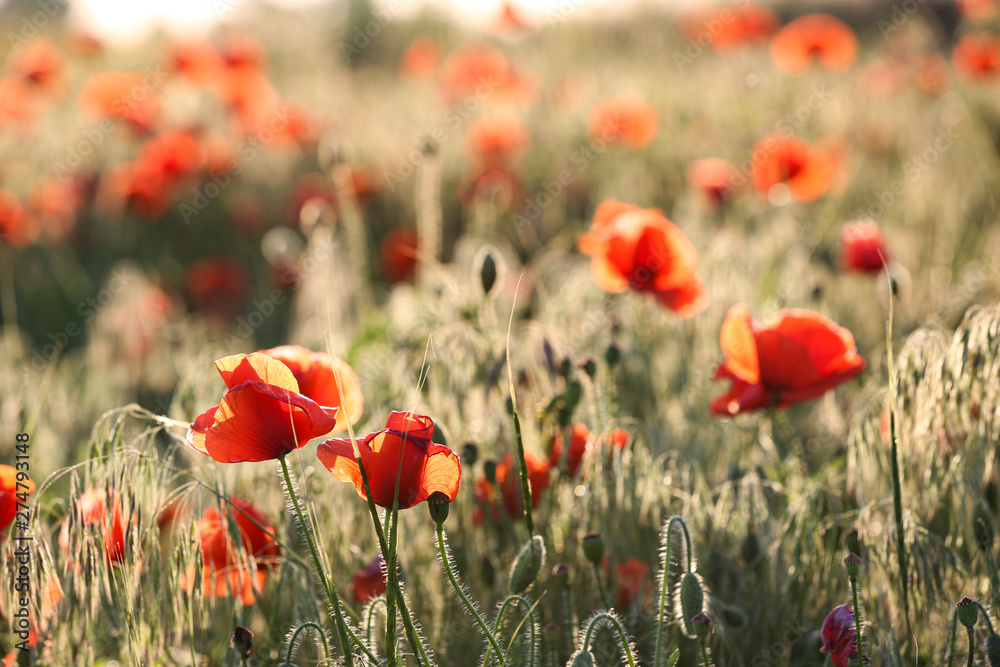 Sunlit field of beautiful blooming red poppy flowers Sunlit field of beautiful blooming red poppy flowers