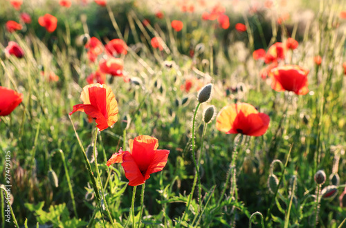 Sunlit field of beautiful blooming red poppy flowers