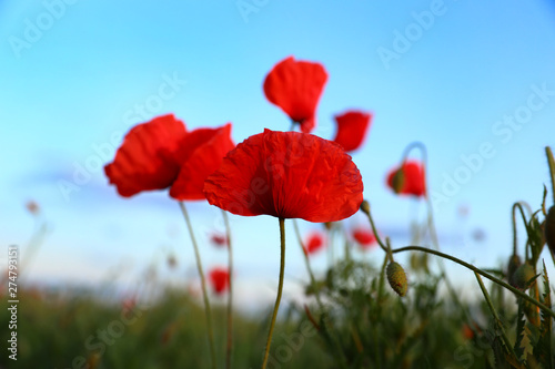 Beautiful blooming red poppy flowers in field against blue sky