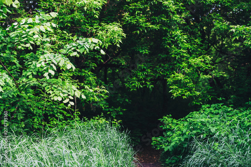 Scenic natural green background of lush thickets in sunlight. Beautiful bushes with colorful leaves close-up. Vivid backdrop of rich greenery in sunny day with copy space. Trail in forest. Way in park