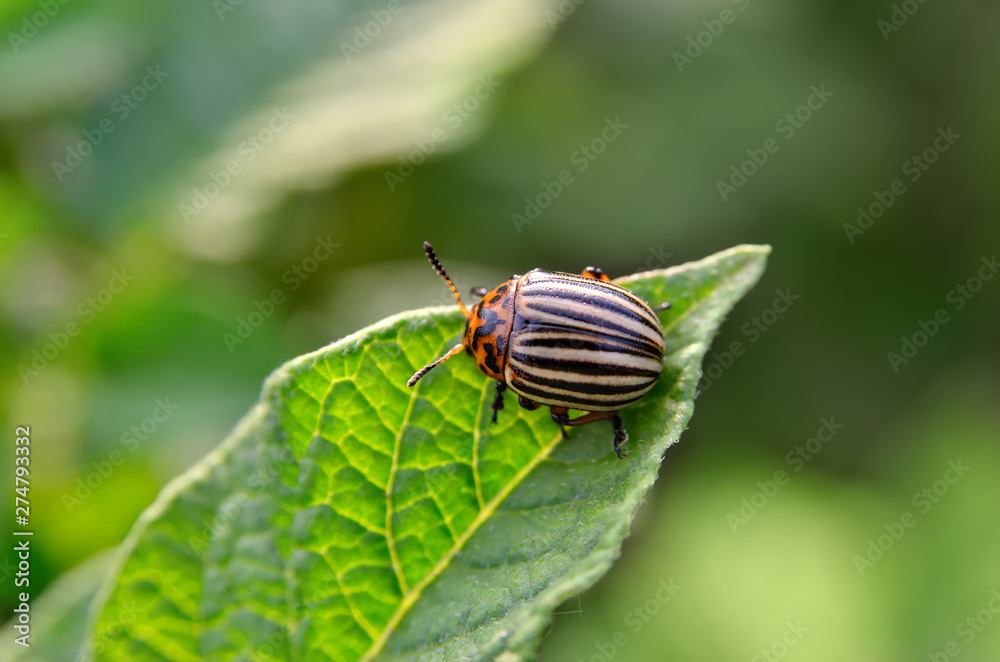 Colorado beetle eats a potato leaves young. Pests destroy a crop in the field. Parasites in wildlife and agriculture.