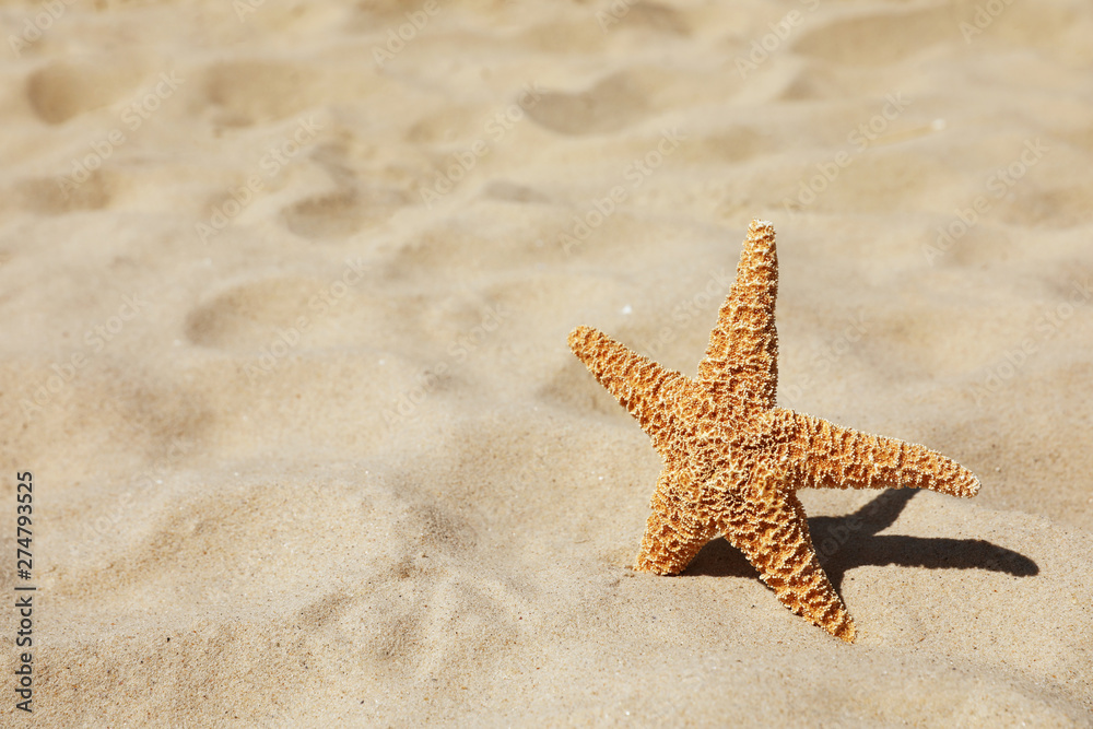 Starfish at sandy beach on sunny day. Space for text Starfish at sandy beach on sunny day. Space for text